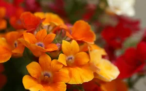 色彩艳丽的鲜花特写图片壁纸_4