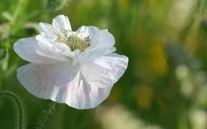 色彩艳丽的鲜花特写图片壁纸_5