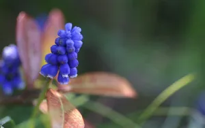 色彩艳丽的鲜花特写图片壁纸_9