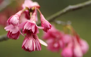 色彩艳丽的鲜花特写图片壁纸_10