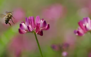 色彩艳丽的鲜花特写图片壁纸_11