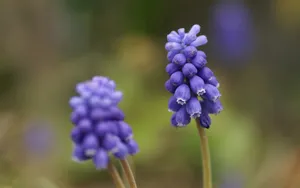 色彩艳丽的鲜花特写图片壁纸_12