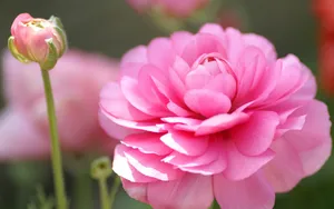 色彩艳丽的鲜花特写图片壁纸_14