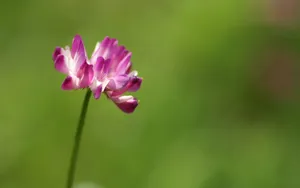 色彩艳丽的鲜花特写图片壁纸_16