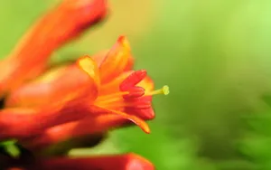 百合花