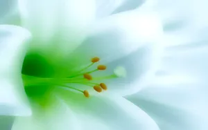 百合花_3