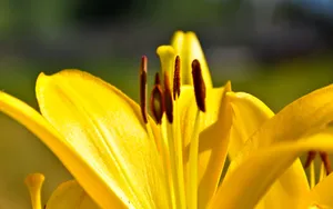 百合花_6