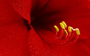 百合花_7
