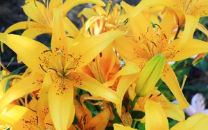 百合花_8
