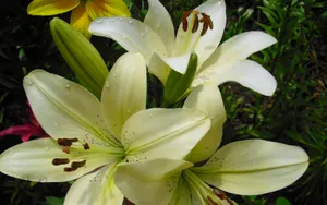 百合花_11