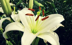 百合花_13