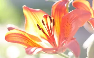 百合花_14