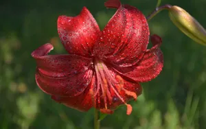 百合花_16
