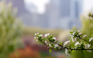 清新苹果花朵桌面壁纸