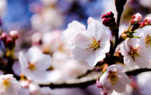 清新苹果花朵桌面壁纸_2
