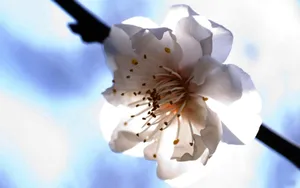 清新苹果花朵桌面壁纸_3