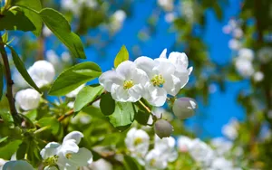 清新苹果花朵桌面壁纸_4