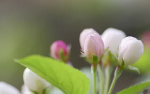 清新苹果花朵桌面壁纸_5