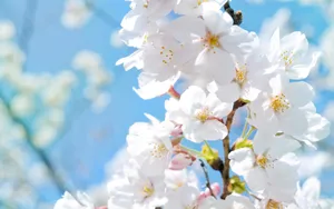 清新苹果花朵桌面壁纸_6