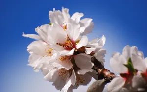 清新苹果花朵桌面壁纸_7