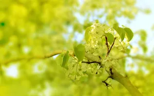 清新苹果花朵桌面壁纸_9