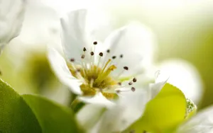 清新苹果花朵桌面壁纸_11