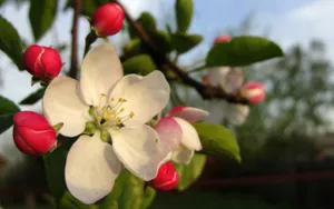 清新苹果花朵桌面壁纸_12