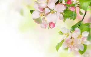 清新苹果花朵桌面壁纸_13