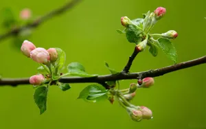 清新苹果花朵桌面壁纸_14