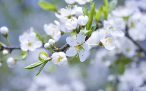 清新苹果花朵桌面壁纸_15