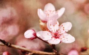 清新苹果花朵桌面壁纸_17