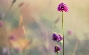 草本植物三叶草花卉壁纸