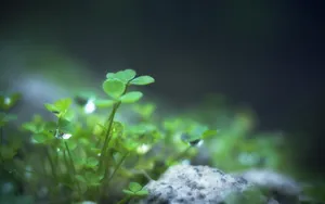 草本植物三叶草花卉壁纸_3
