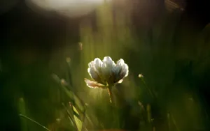 草本植物三叶草花卉壁纸_4