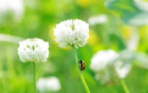 草本植物三叶草花卉壁纸_7