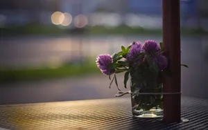 草本植物三叶草花卉壁纸_9