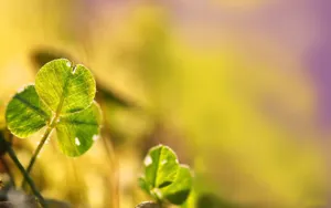 草本植物三叶草花卉壁纸_10