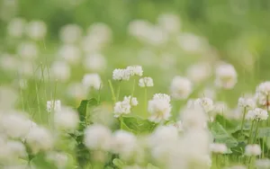 草本植物三叶草花卉壁纸_11