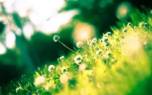 草本植物三叶草花卉壁纸_13