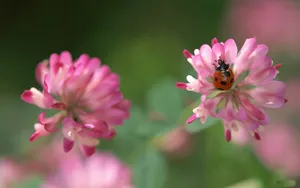 草本植物三叶草花卉壁纸_19