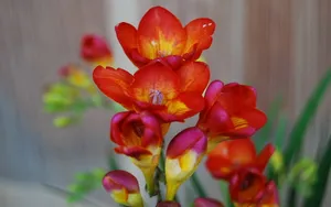 香雪兰花卉图片壁纸 第二辑_8