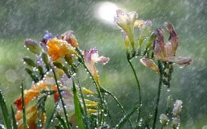 香雪兰花卉图片壁纸 第二辑_9