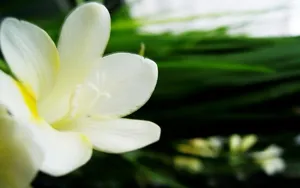 香雪兰花卉图片壁纸 第二辑_19