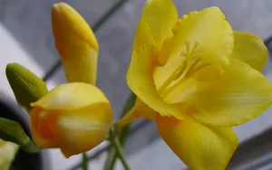 香雪兰花卉图片壁纸 第一辑_7
