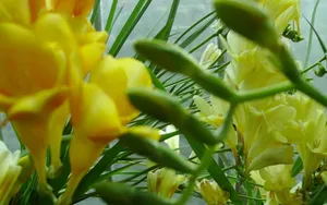 香雪兰花卉图片壁纸 第一辑_8