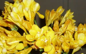 香雪兰花卉图片壁纸 第一辑_10