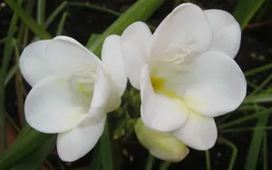 香雪兰花卉图片壁纸 第一辑_12