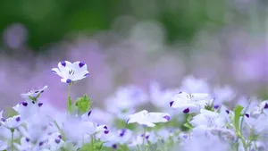 唯美紫色淡雅亚麻花图片壁纸_2