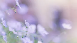 唯美紫色淡雅亚麻花图片壁纸_4