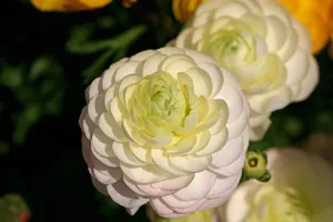 花毛茛